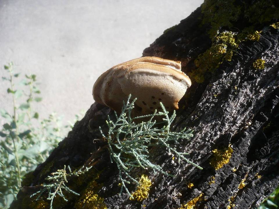 Inonotus tamaricis image