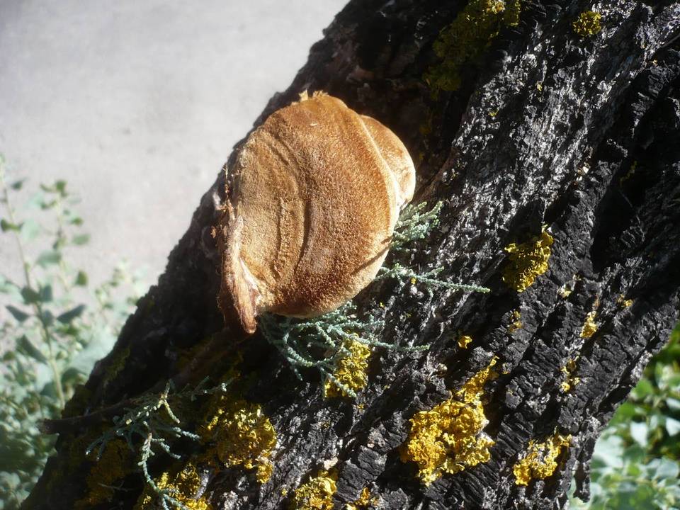 Inonotus tamaricis image