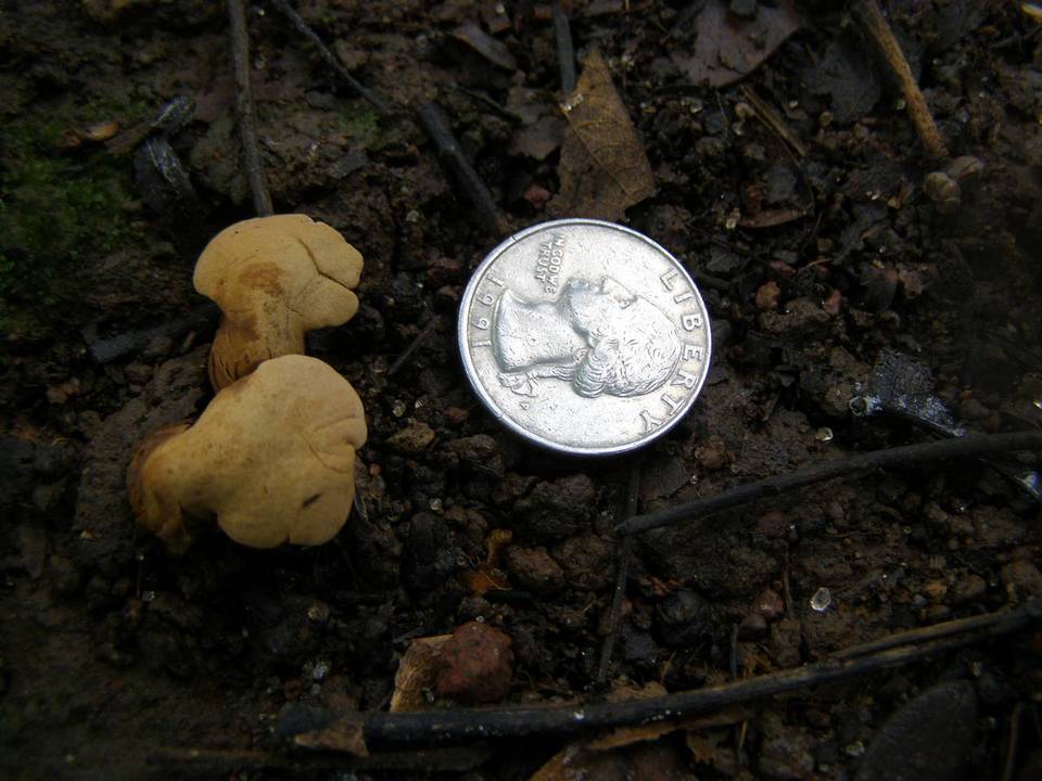 Pseudofistulina radicata image