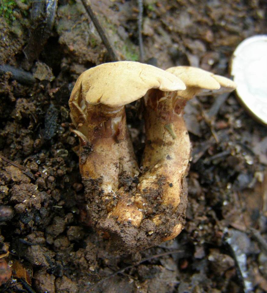 Pseudofistulina radicata image