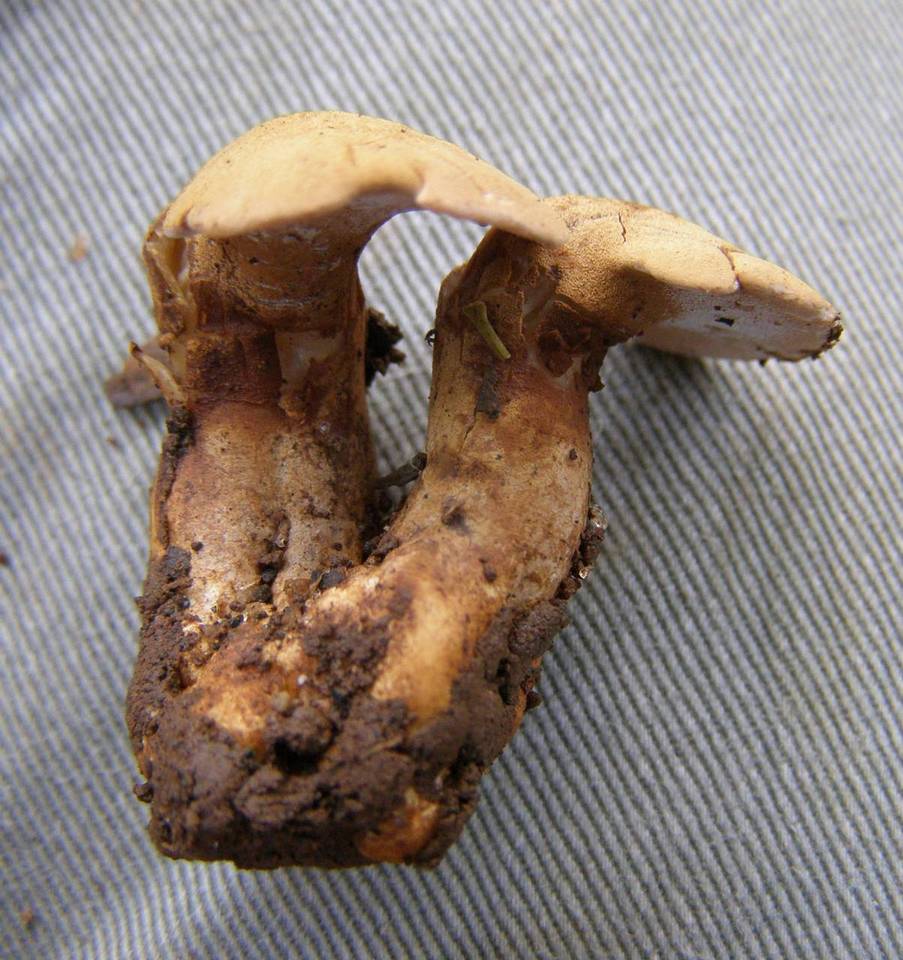 Pseudofistulina radicata image