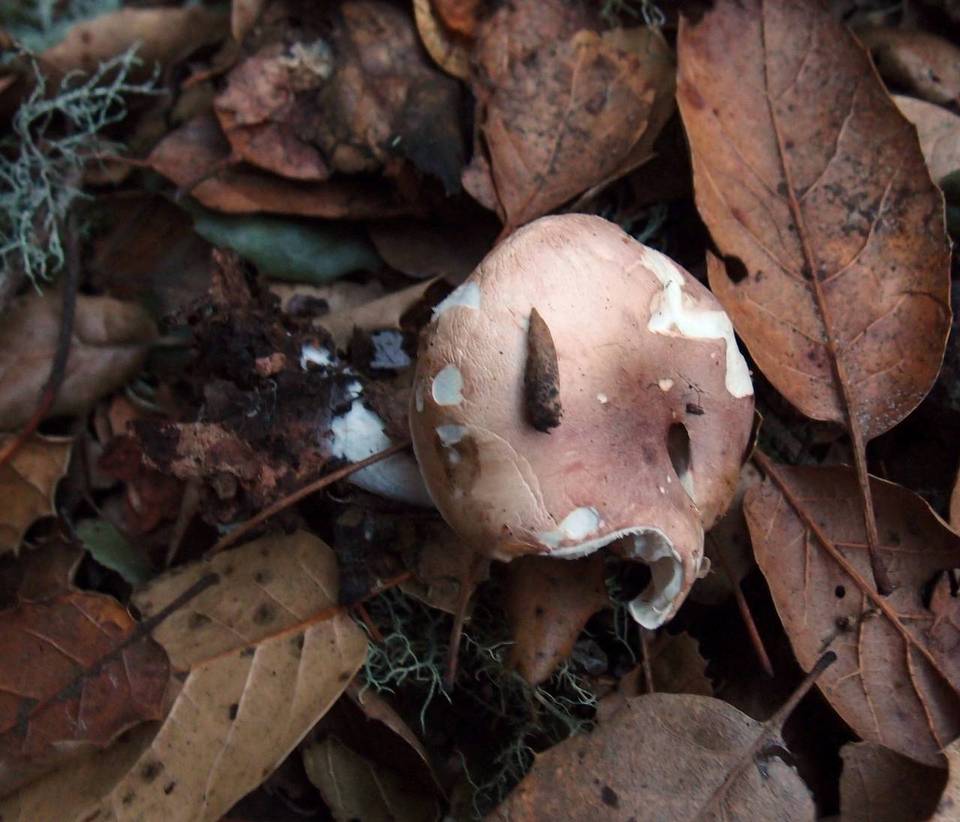 Hygrocybe brunnea image