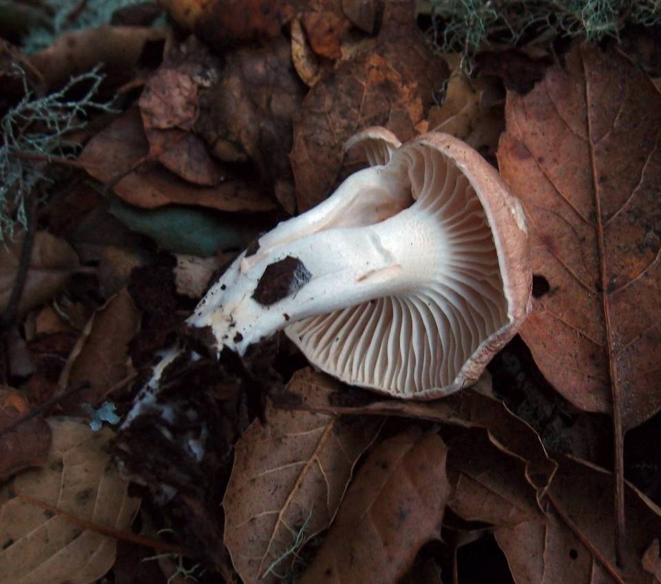 Hygrocybe brunnea image
