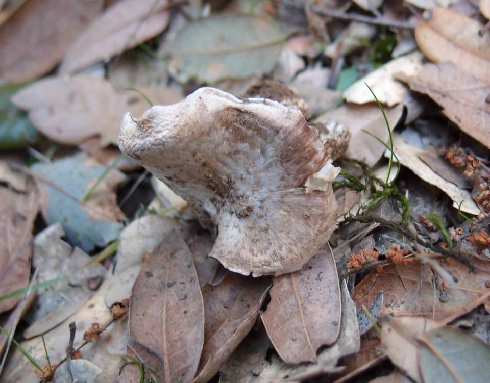 Inocybe brunnescens image