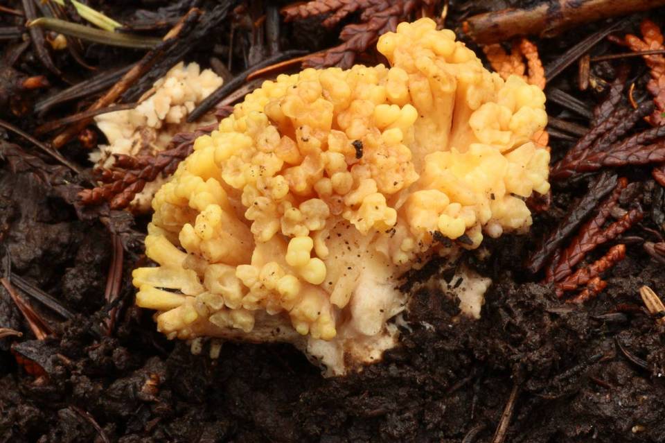 Ramaria rasilispora var. rasilispora image