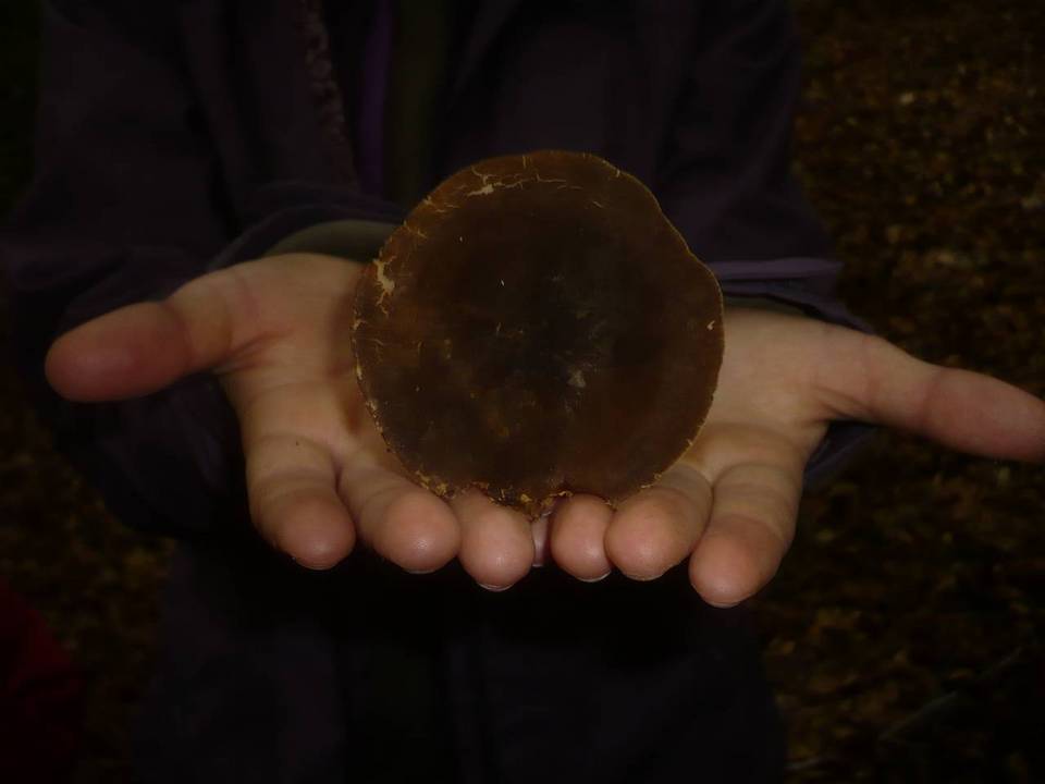 Lactarius romagnesii image
