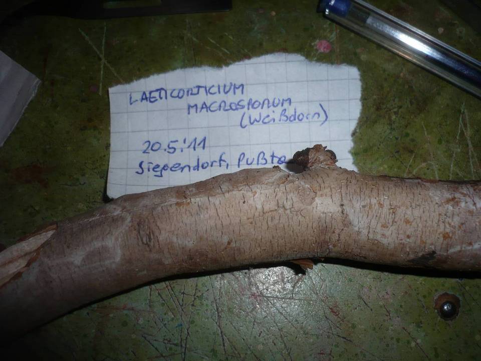 Vuilleminia macrospora image