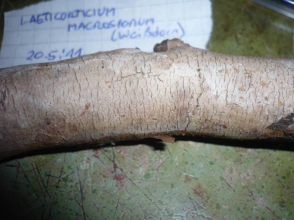 Vuilleminia macrospora image
