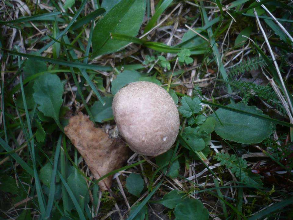 Leccinum duriusculum image
