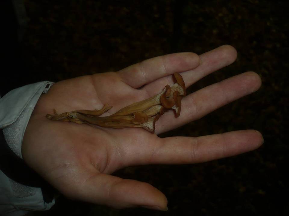 Lentinellus inolens image