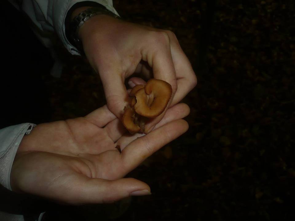 Lentinellus inolens image
