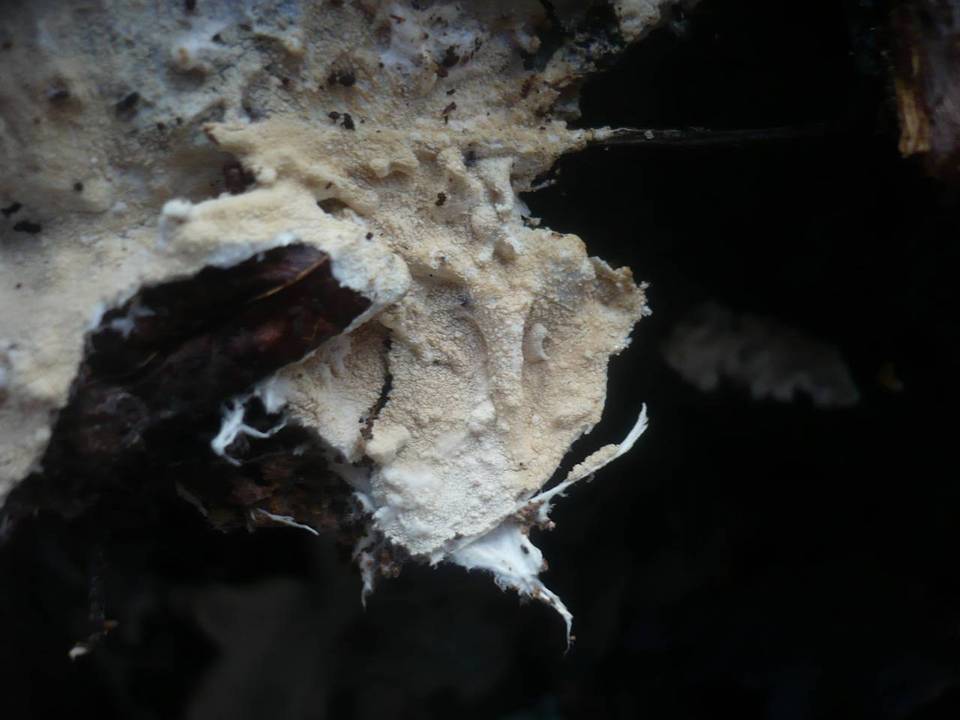 Fibulomyces image