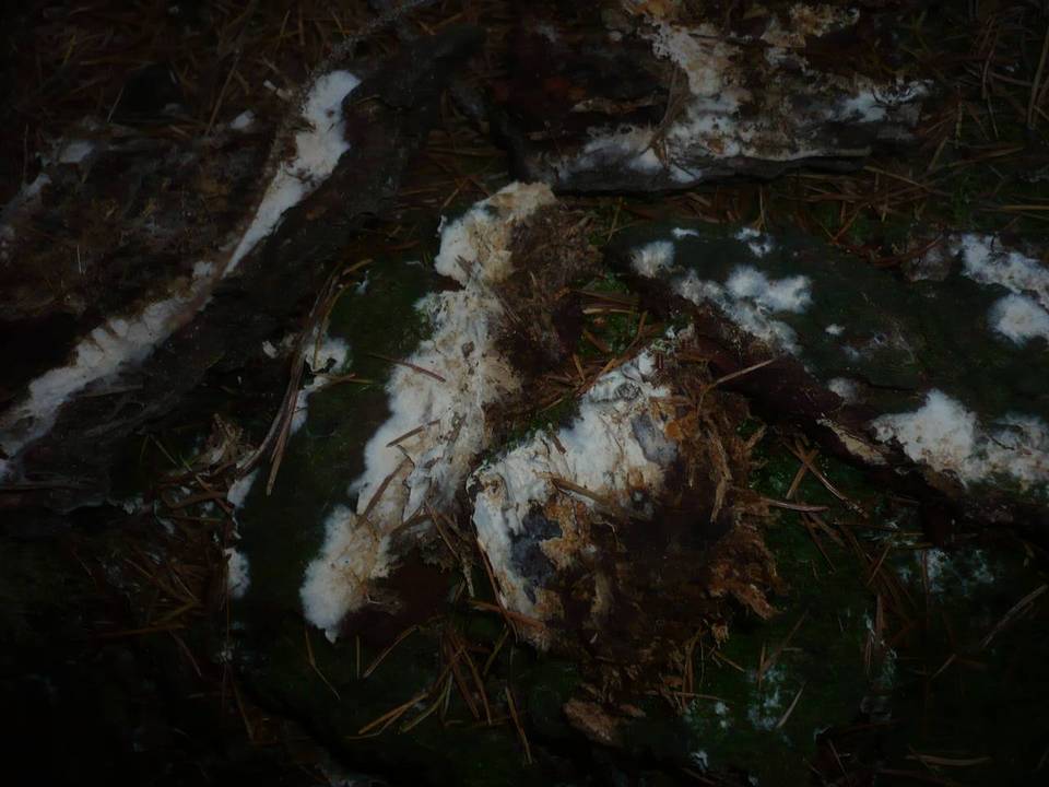 Fibulomyces image
