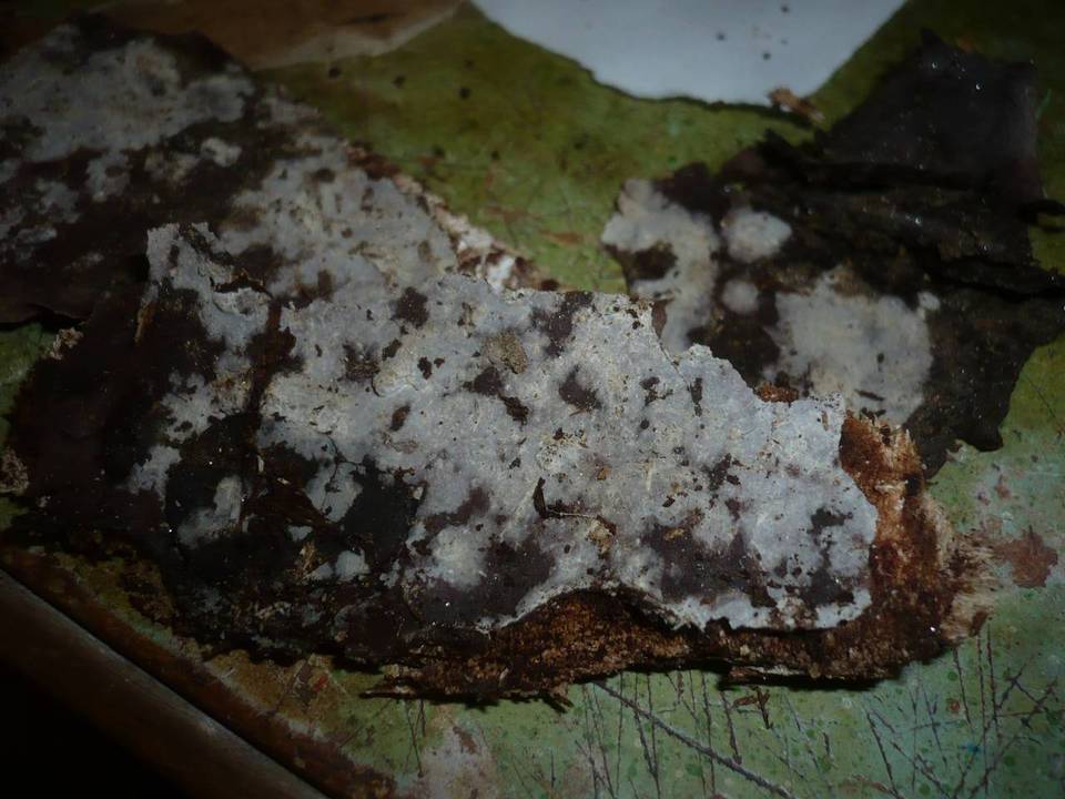 Litschauerella clematidis image