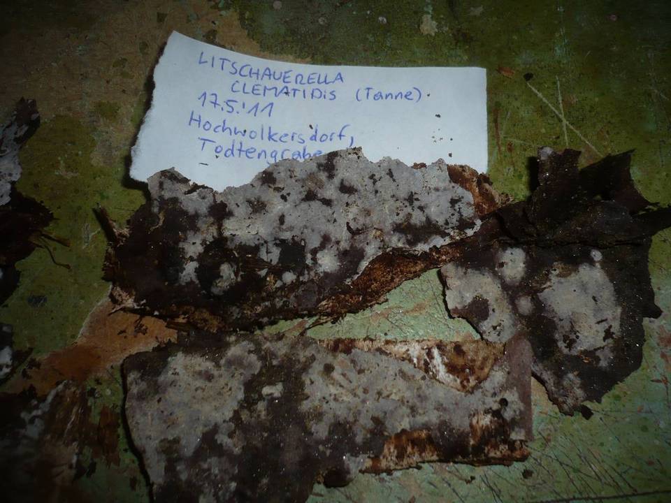 Litschauerella clematidis image