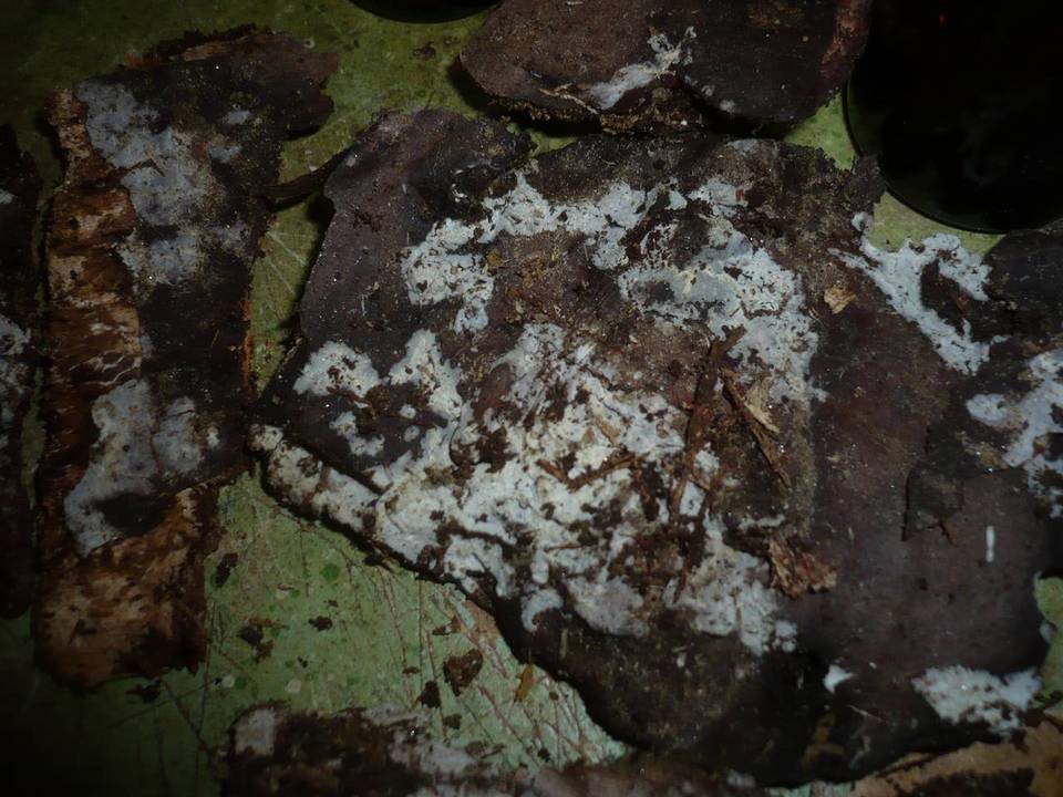 Litschauerella clematidis image
