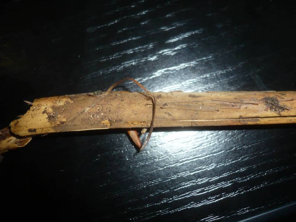Luellia recondita image
