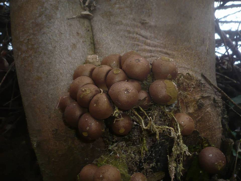 Morganella pyriformis image