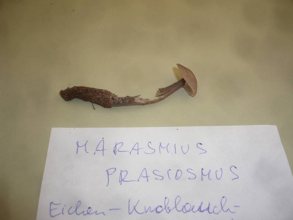 Mycetinis querceus image