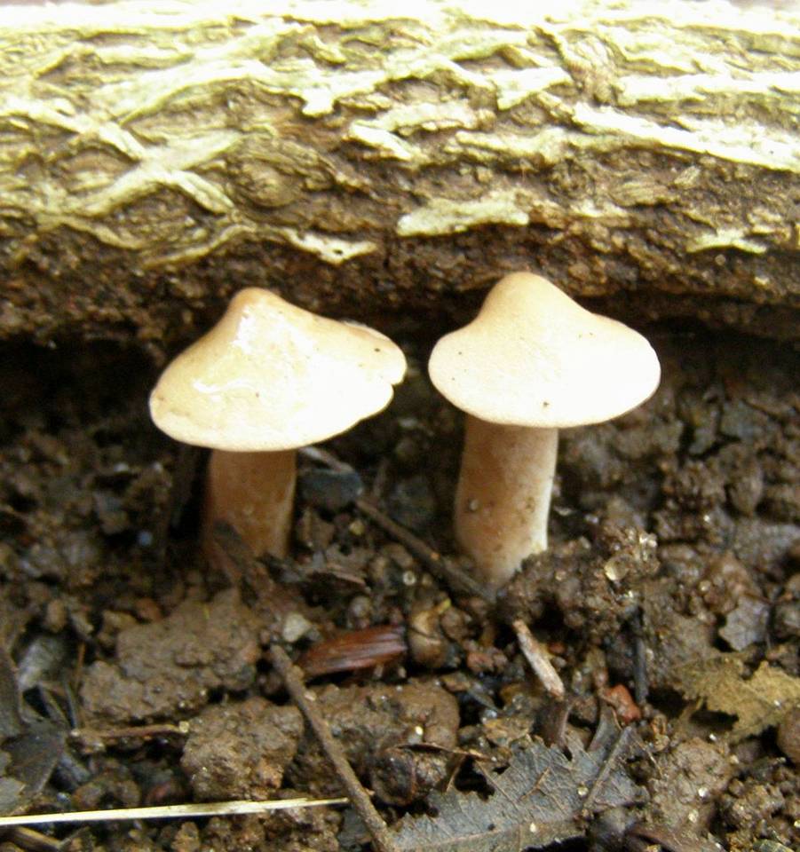 Pseudofistulina radicata image