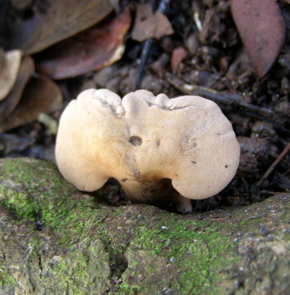 Pseudofistulina radicata image