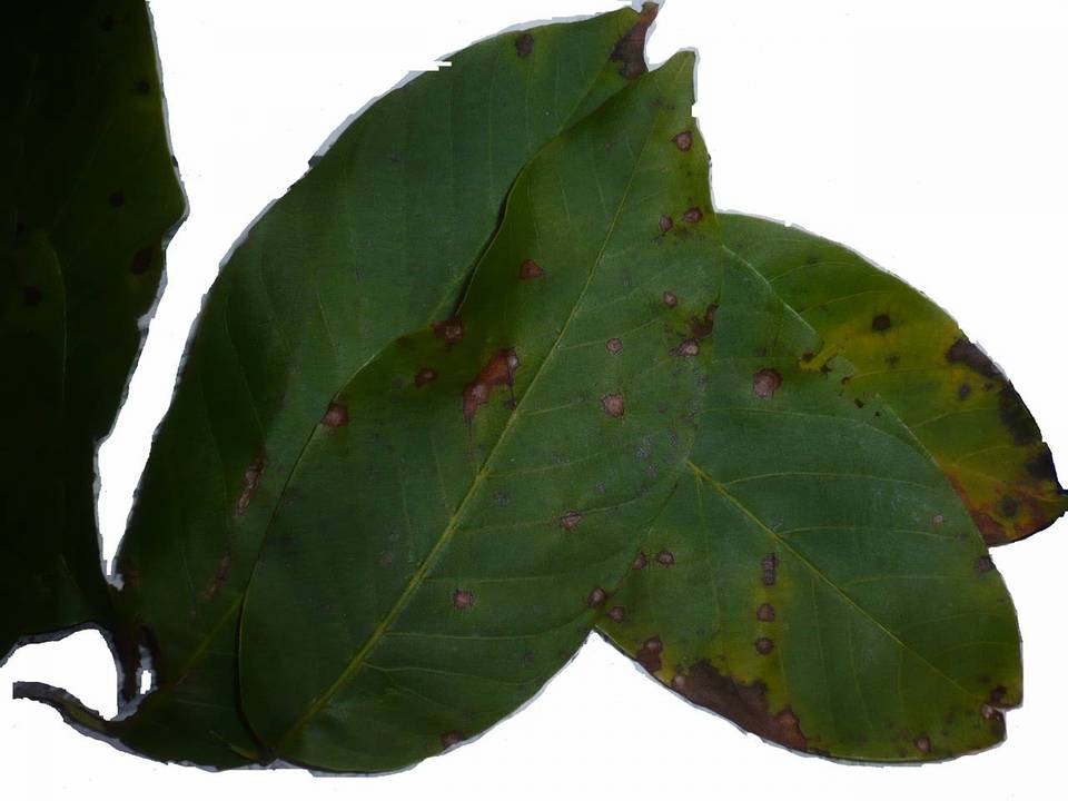 Marssoniella juglandis image