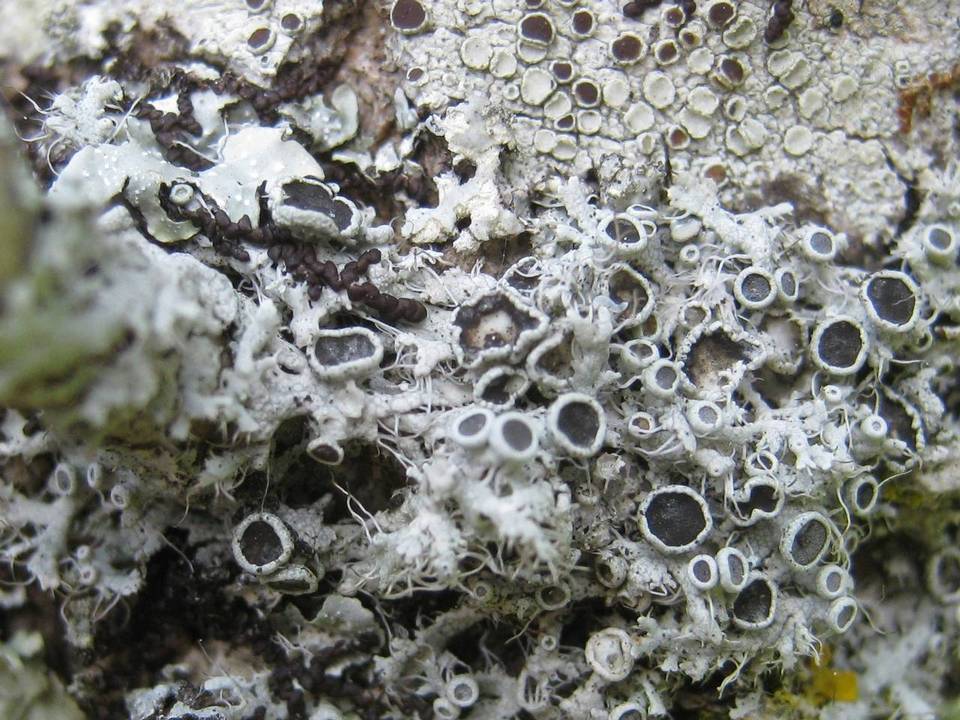Physcia leptalea image