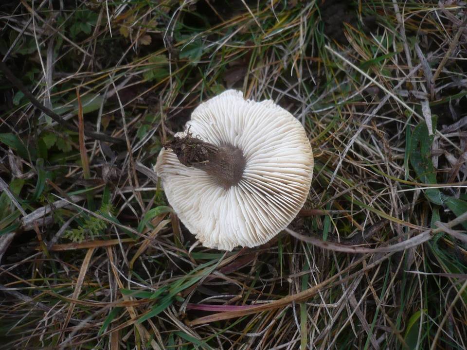 Melanoleuca friesii image