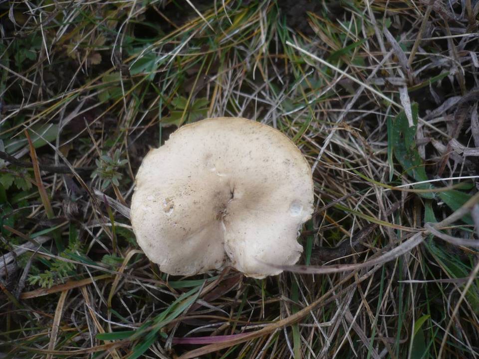 Melanoleuca friesii image