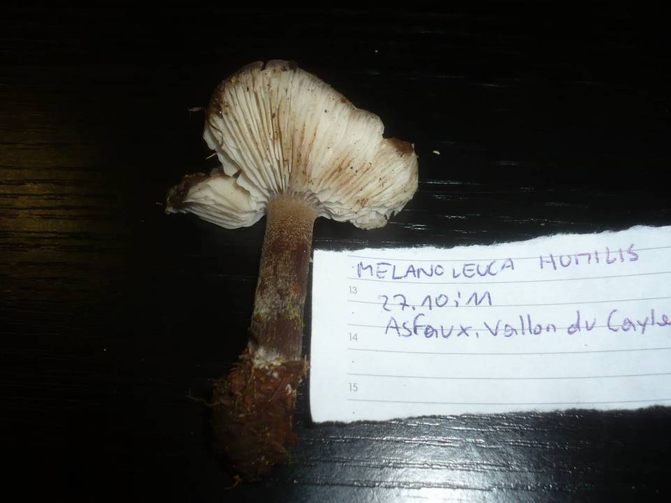 Melanoleuca humilis image