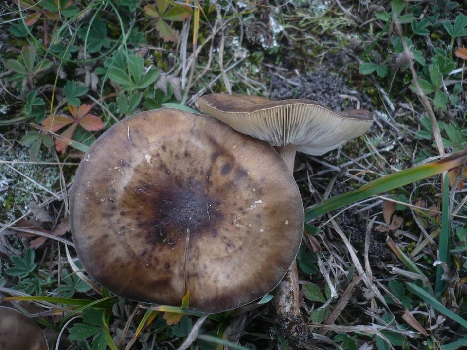 Melanoleuca polioleuca image