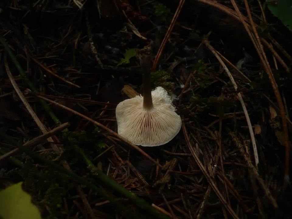 Melanoleuca stridula image