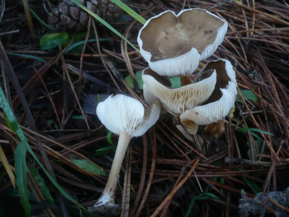 Melanoleuca stridula image
