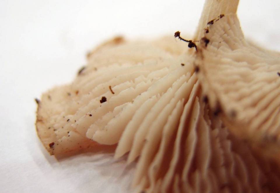 Neolentinus kauffmanii image