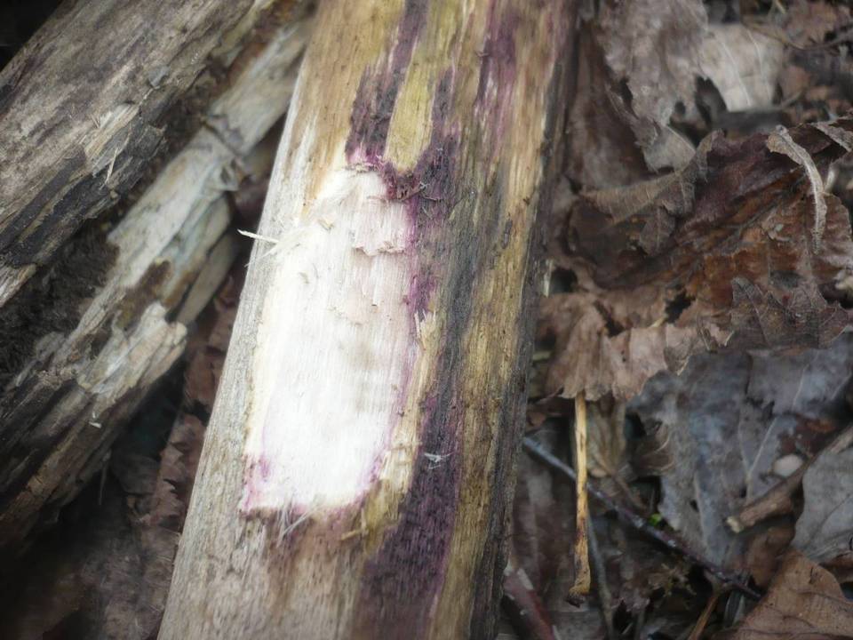 Murispora rubicunda image