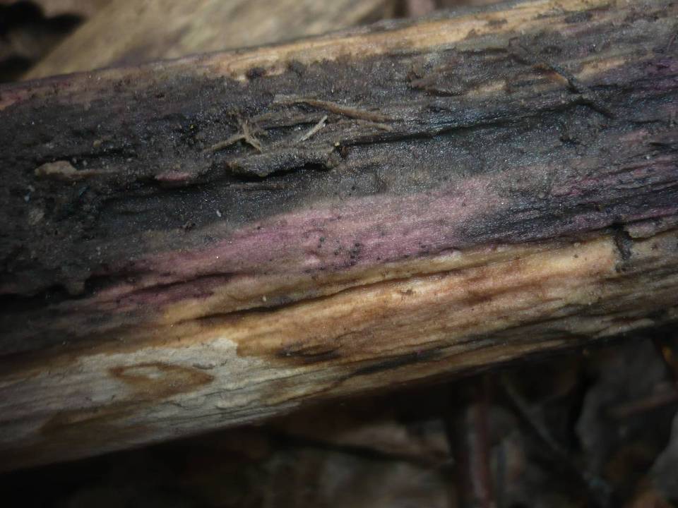 Murispora rubicunda image