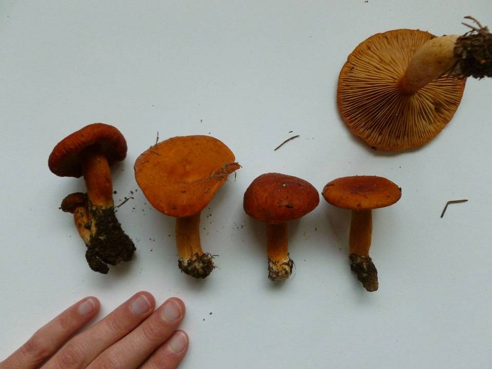 Lactarius luculentus image
