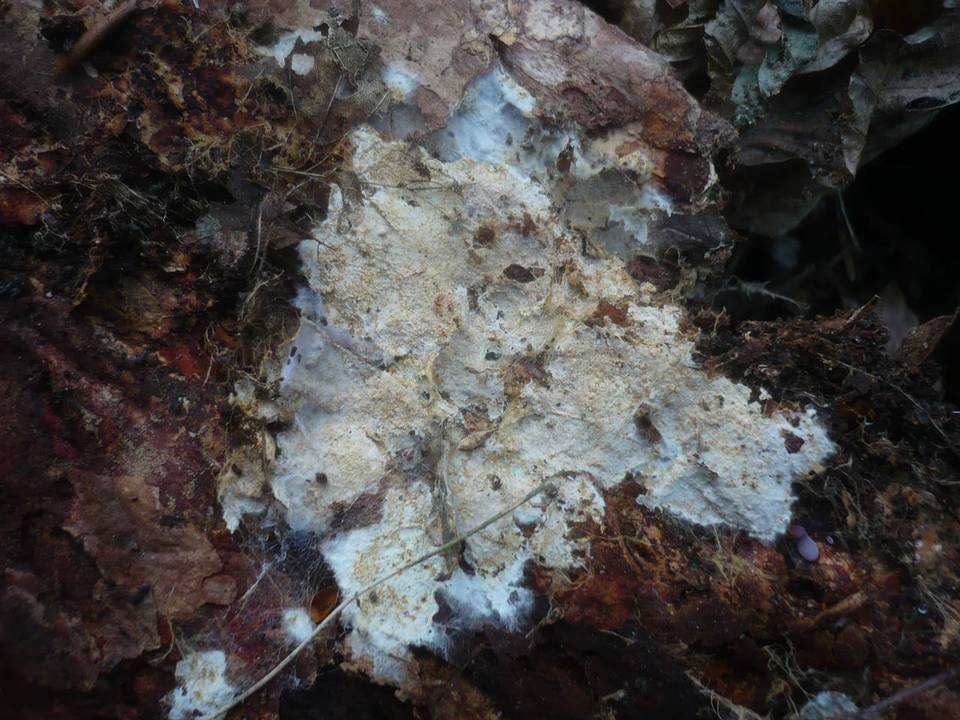 Stromatoscypha fimbriata image