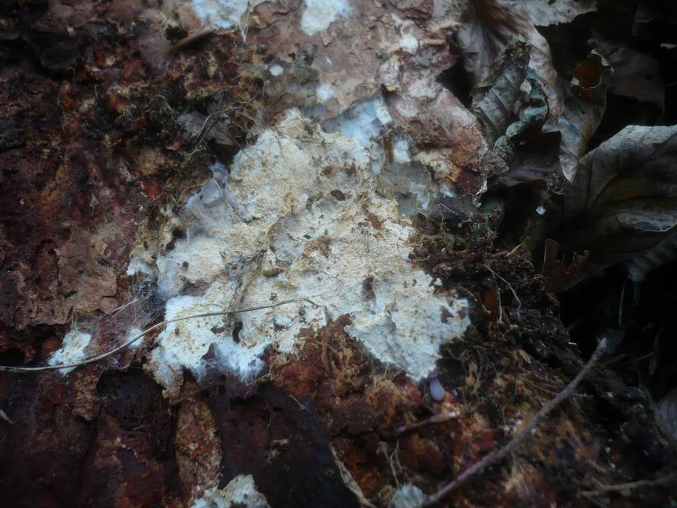 Stromatoscypha fimbriata image
