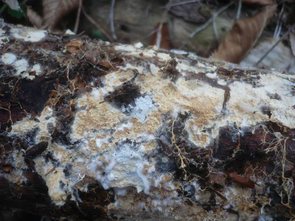Stromatoscypha fimbriata image