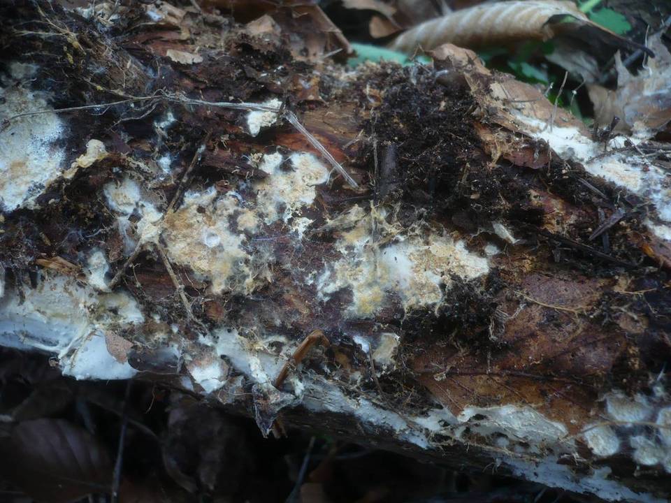 Stromatoscypha fimbriata image