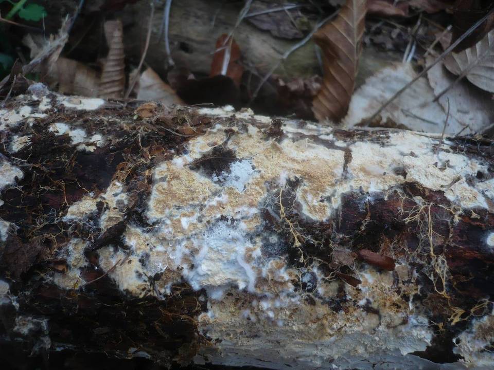 Stromatoscypha fimbriata image