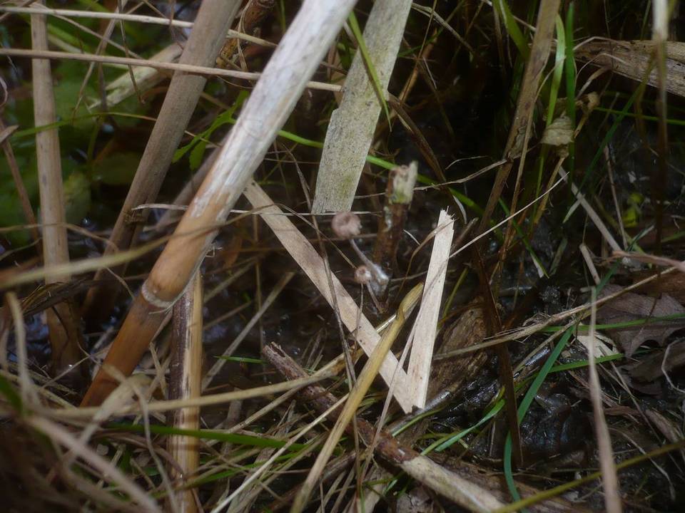 Mycena belliae image