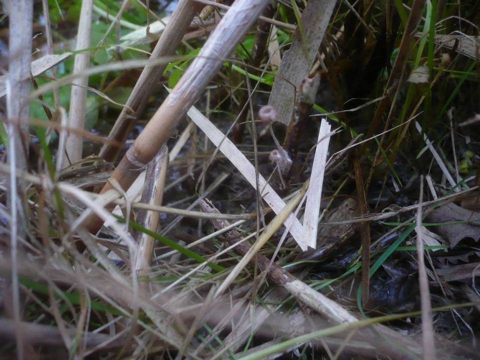 Mycena belliae image