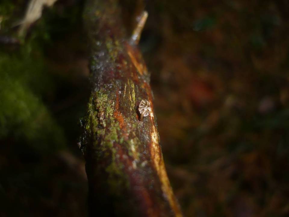 Mycena juniperina image