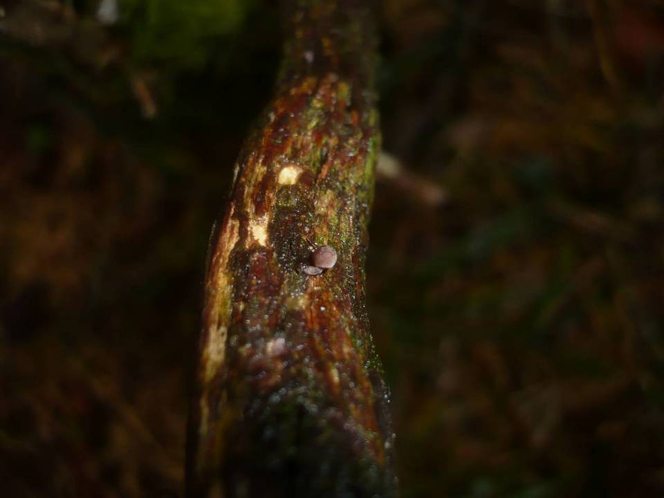 Mycena juniperina image