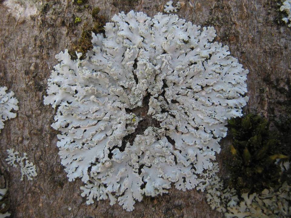 Physcia undulata image