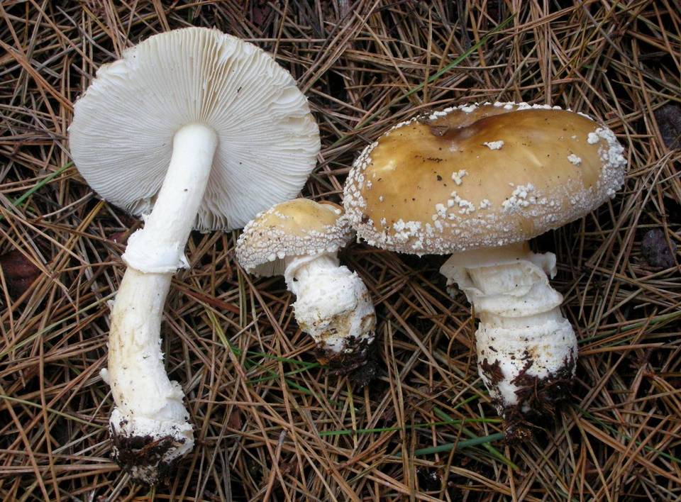 Amanita umbrinidisca image