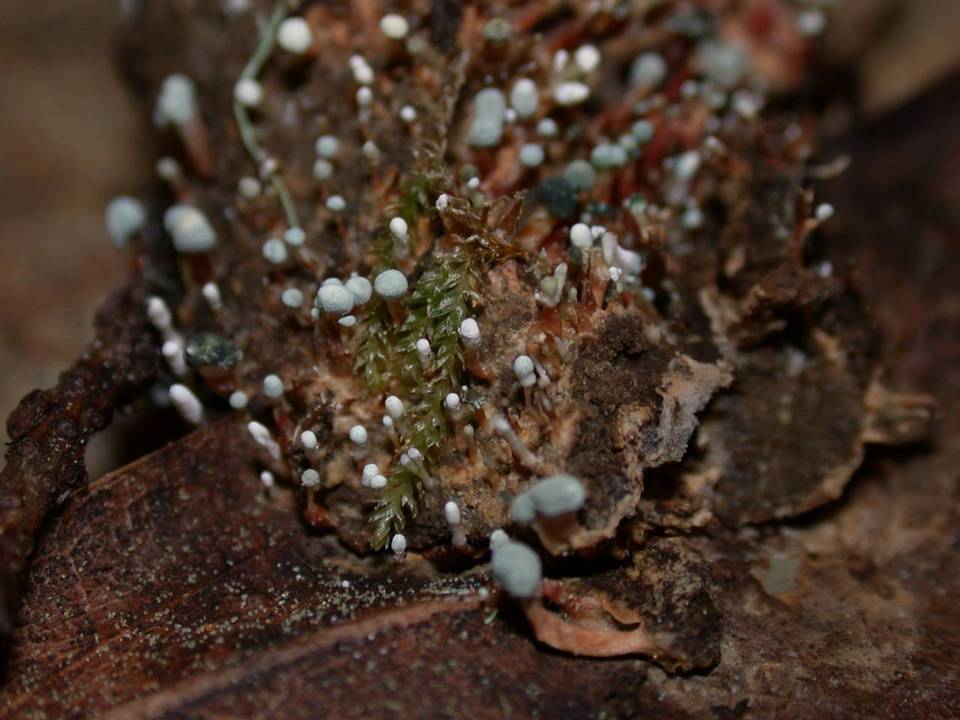 Penicillium vulpinum image