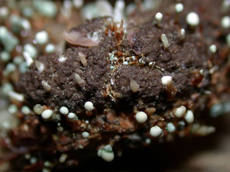 Penicillium vulpinum image
